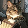 Oscar joined the competition — help win amazing prizes! cat, tabby, pet, feline, indoor, scratching_post, paw, fur, striped, white_paw, relaxed, animal, cute, close_up, portrait, resting, home, curtain, cozy, furniture
