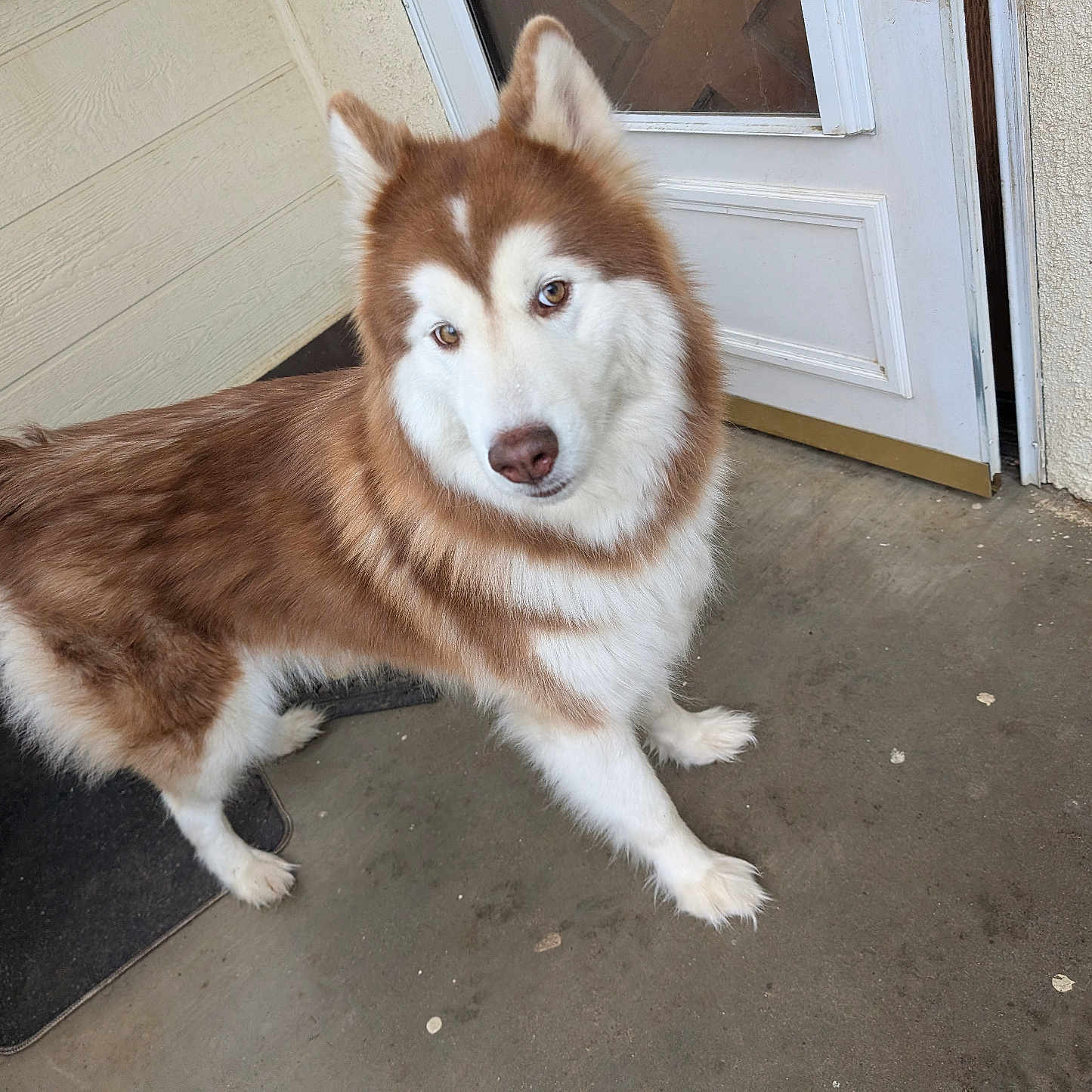 Aleu