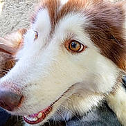 Aleu is registered to the contest to win money with this photo: animal, brown, canine, close_up, companion, dog, eyes, face, fur, grass, happy, looking_away, mouth, nature, outdoor, pet, portrait, snout, teeth, white