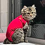 Arya participe au concours pour gagner de l'argent avec cette photo : cat, kitten, pet, feline, fur, red_clothing, onesie, window, reflection, indoor, sitting, whiskers, ears, plant_pot, tile, appliance, sunlight, portrait, domestic_cat, cute