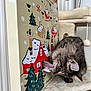 Arya a rejoint le concours — aidez-le/la à gagner de superbes lots ! cat, kitten, tabby, advent_calendar, cat_tree, toy, christmas, holiday, indoor, curious, whiskers, fur, paws, cardboard, cozy, playful, shelf, decoration, pet, curiosity