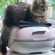 Arya a rejoint le concours — aidez-le/la à gagner de superbes lots ! cat, tabby_cat, feline, pet, animal, fur, window, appliance, kitchen, indoor, plant, greenery, domestic, looking, perched, resting, soft_light, side_view, curious, calm