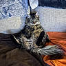 cat, tabby, fluffy, pet, animal, couch, blanket, orange_blanket, brown_blanket, gray_blanket, relaxed, indoor, furniture, fur, whiskers, tail, legs, eyes, cute, sitting