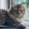 cat, tabby_cat, fluffy, window, indoor, animal, pet, fur, whiskers, green_eyes, resting, blanket, curious, natural_light, sill, domestic_cat, calm, closeup, mammal, portrait