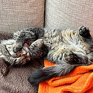 Arya participe au concours pour gagner de l'argent avec cette photo : cat, tabby_cat, fluffy, sleeping, belly_up, tongue_out, paw, whiskers, tail, couch, sofa, blanket, orange_blanket, brown_blanket, fur, cozy, pet, indoor, relaxed, nap