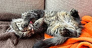 Arya participe au concours pour gagner de l'argent avec cette photo : belly_up, blanket, brown_blanket, cat, couch, cozy, fluffy, fur, indoor, nap, orange_blanket, paw, pet, relaxed, sleeping, sofa, tabby_cat, tail, tongue_out, whiskers