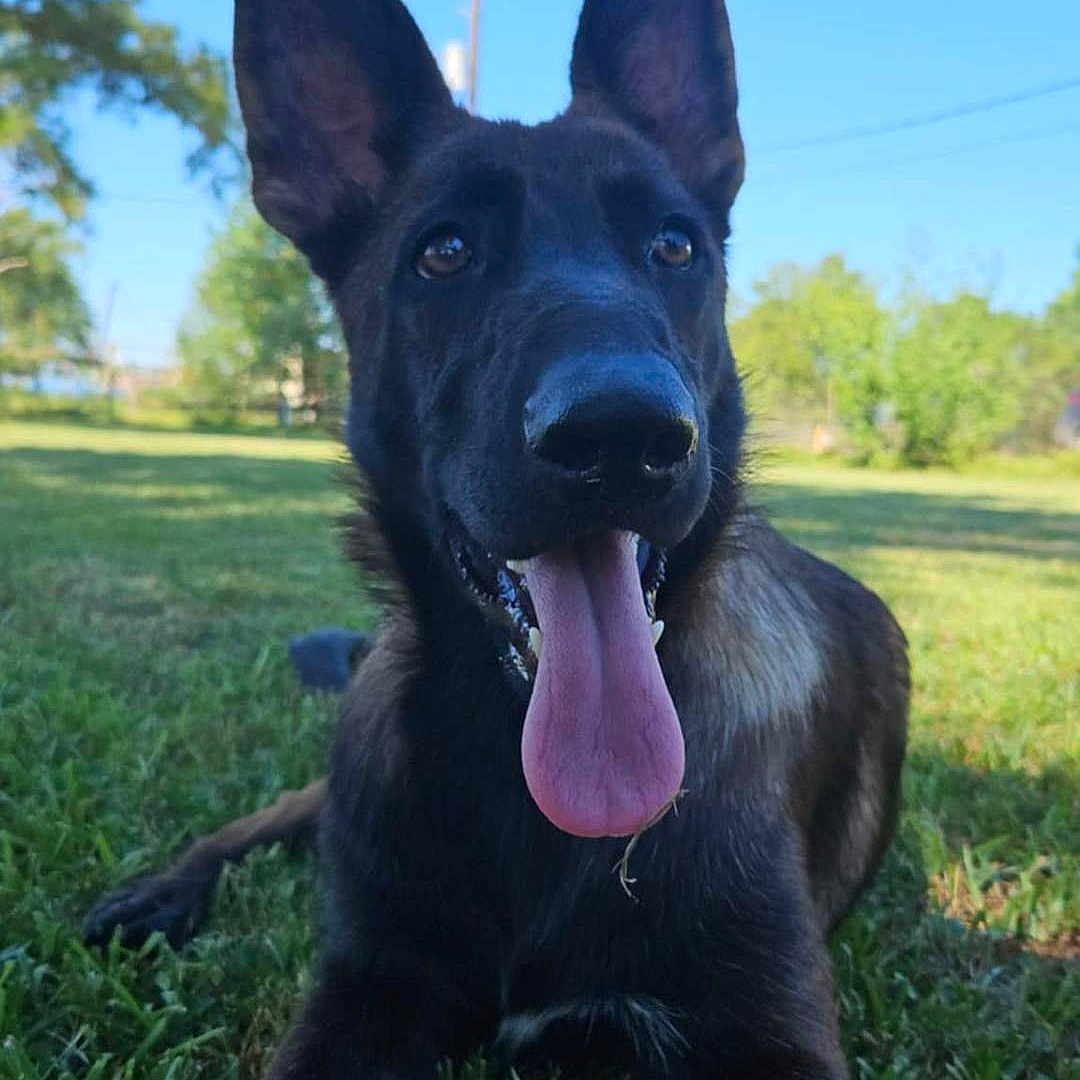 Suki Stone joined the competition — help win amazing prizes! animal, bodypart, canine, dog, field, germanshepherd, grass, grassland, greatdane, green, lawn, nature, outdoors, park, pet, plant, policedog, puppy, tree, vegetation