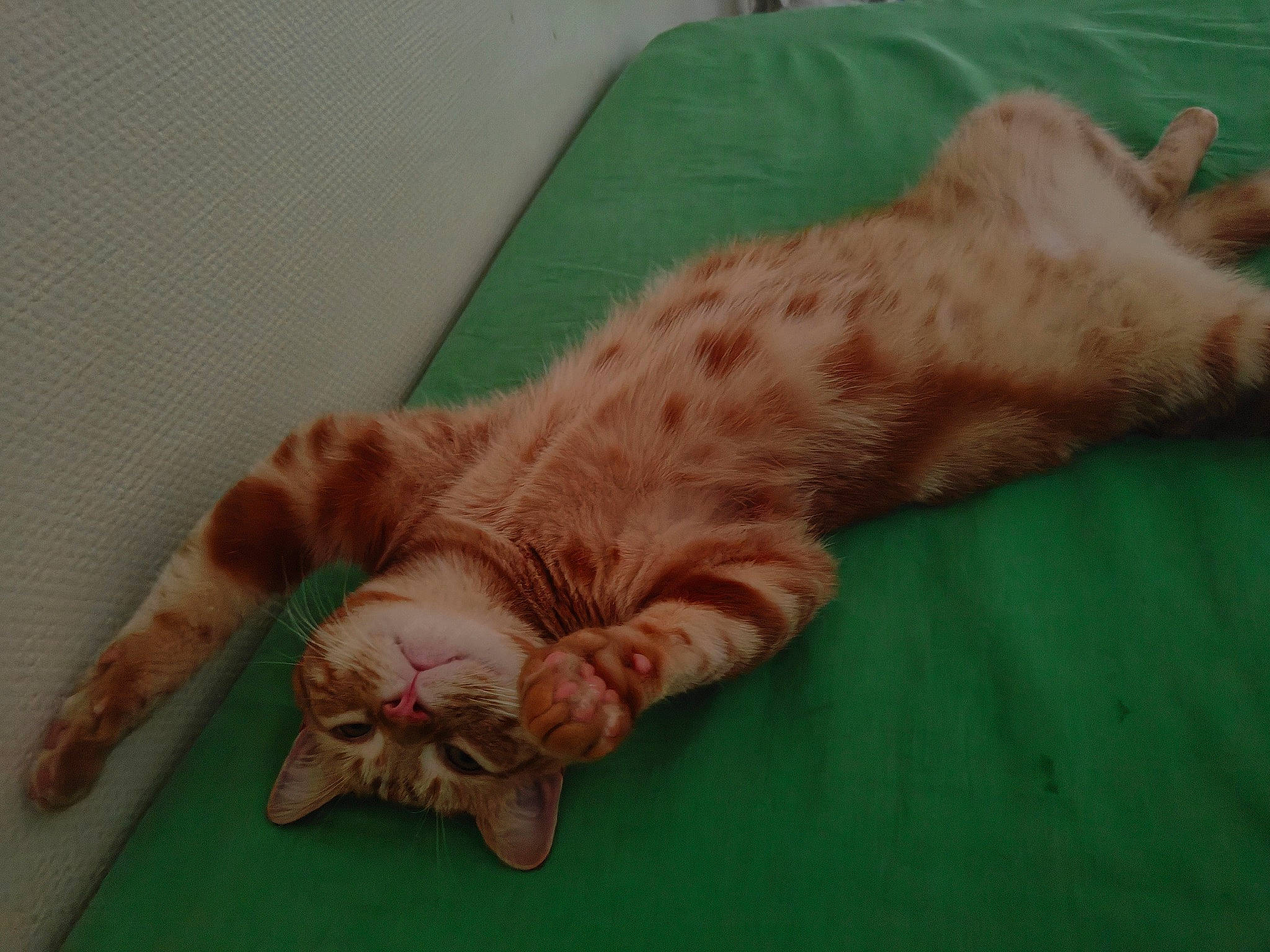 Aito a rejoint le concours — aidez-le/la à gagner de superbes lots ! carnivore, cat, claw, comfort, domestic_short_haired_cat, fawn, felidae, foot, fur, nap, paw, sleep, small_to_medium_sized_cats, snout, tail, terrestrial_animal, whiskers