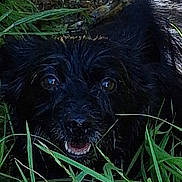Gipsy a rejoint le concours — aidez-le/la à gagner de superbes lots ! dog, black_dog, wet, grass, outdoor, muddy, playful, animal, nature, green, eyes, mouth, fur, closeup, pet, canine, happy, puddle, smile, grass_blade