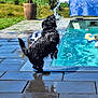 Gipsy participe au concours pour gagner de l'argent avec cette photo : dog, black_dog, jumping, water_splash, pool, swimming_pool, person, float_ring, toy, outdoor, sunny, grass, potted_plant, pavement, summer, playful, wet, recreation, active, fun