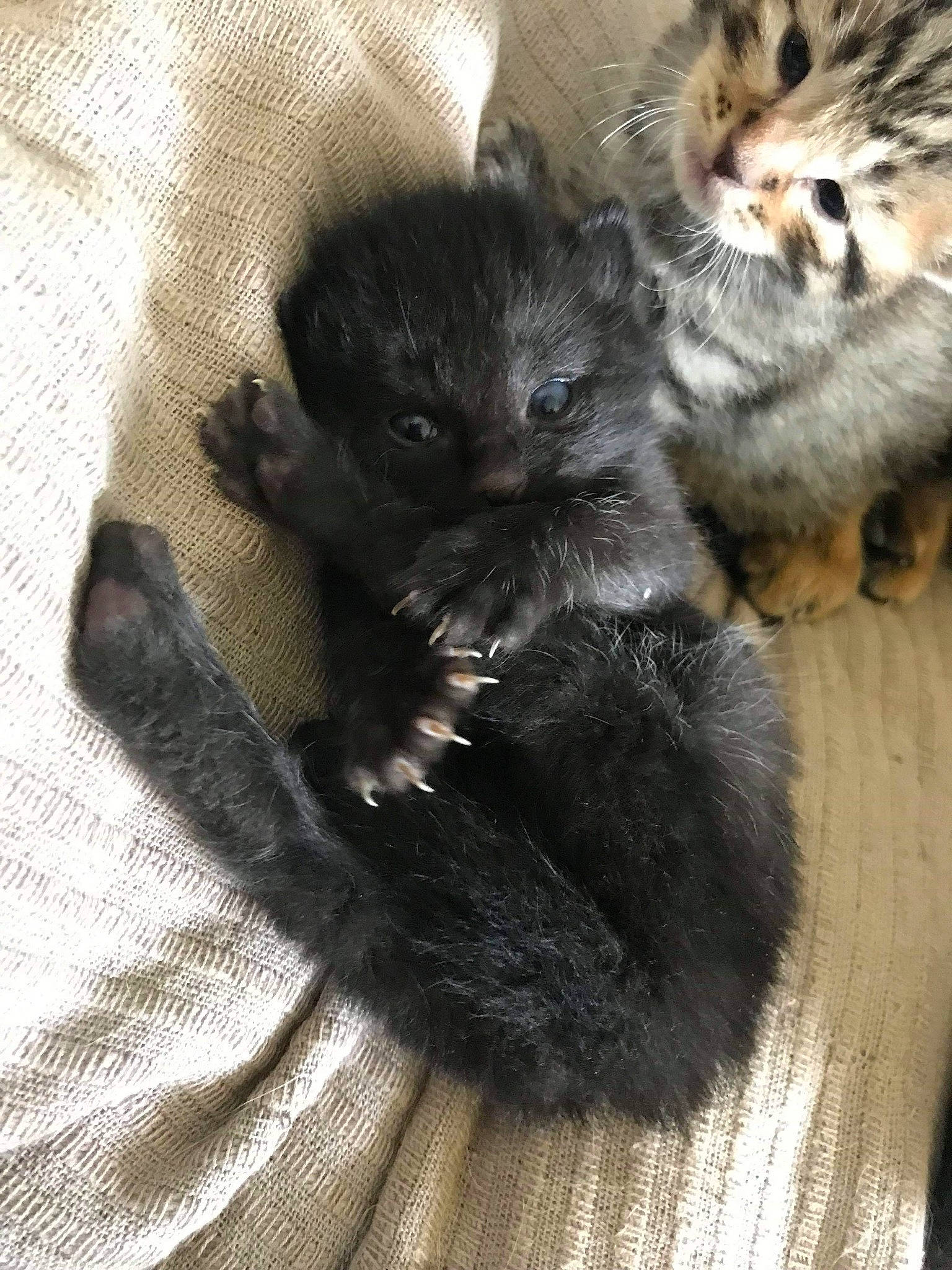 Loki participe au concours pour gagner de l'argent avec cette photo : asian, black_cat, british_longhair, british_semi_longhair, carnivore, cat, claw, domestic_long_haired_cat, felidae, fur, kitten, mammal, norwegian_forest_cat, paw, polydactyl_cat, small_to_medium_sized_cats, snout, tail, vertebrate, whiskers