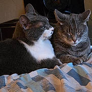 Smokey And Ash is registered to the contest to win money with this photo: cat, cats, feline, tuxedo_cat, gray_cat, pet, animal, indoor, bed, blanket, cozy, sleeping, resting, whiskers, paw, fur, closeup, companion, household_fan, portrait