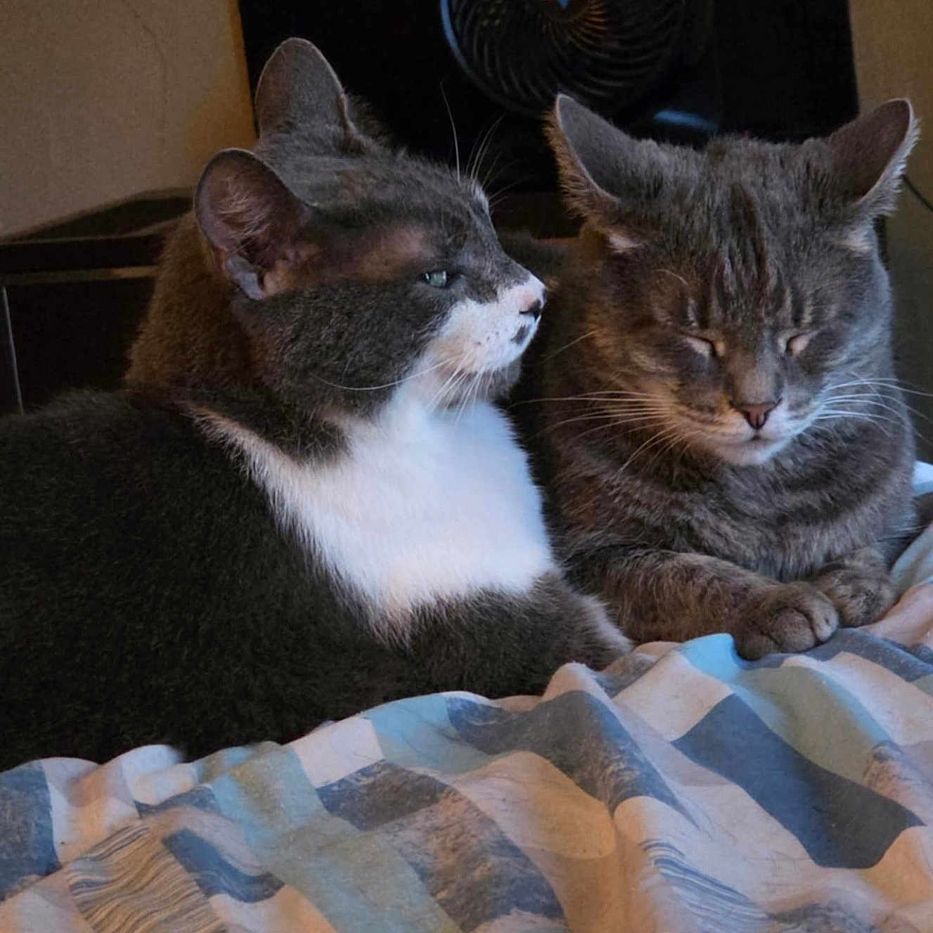 Smokey And Ash is registered to the contest to win money with this photo: animal, bed, blanket, cat, cats, closeup, companion, cozy, feline, fur, gray_cat, household_fan, indoor, paw, pet, portrait, resting, sleeping, tuxedo_cat, whiskers
