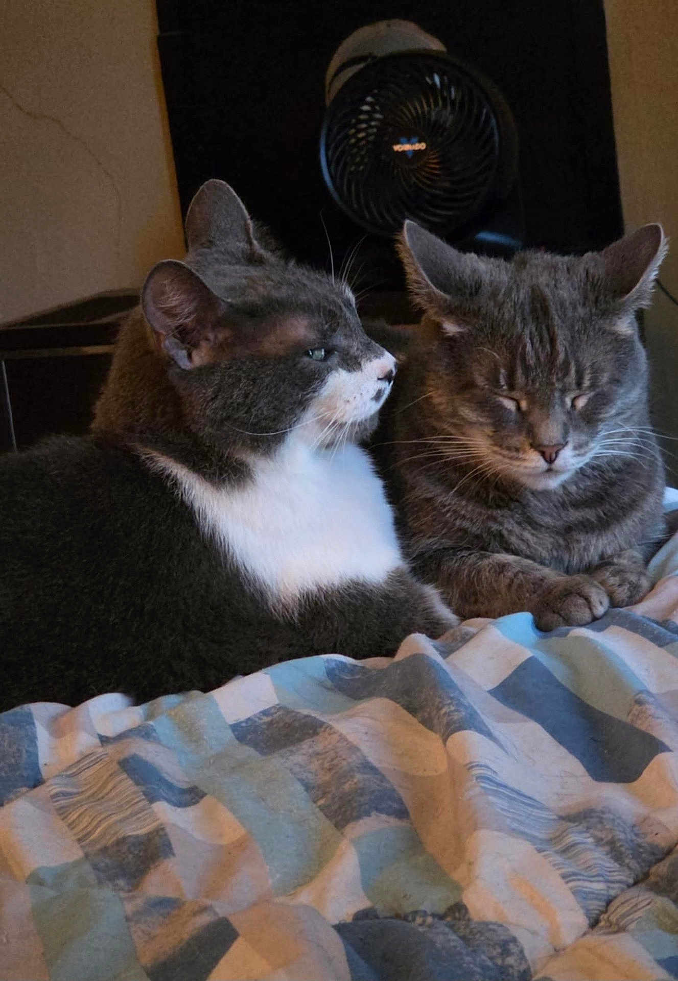 Smokey And Ash is registered to the contest to win money with this photo: cat, cats, feline, tuxedo_cat, gray_cat, pet, animal, indoor, bed, blanket, cozy, sleeping, resting, whiskers, paw, fur, closeup, companion, household_fan, portrait