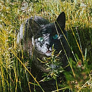 Willow participe au concours pour gagner de l'argent avec cette photo : cat, black_cat, grass, outdoor, nature, shadow, sunlight, animal, wildlife, greenery, eyes, face, plants, stealth, mystery, closeup, daylight, feline, camouflage, flora