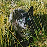 cat, black_cat, grass, outdoor, nature, shadow, sunlight, animal, wildlife, greenery, eyes, face, plants, stealth, mystery, closeup, daylight, feline, camouflage, flora