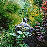Pibou participe au concours pour gagner de l'argent avec cette photo : cat, rock, garden, greenery, foliage, plants, nature, outdoor, animal, pet, wildlife, relaxing, colorful, leaves, bushes, tree, mammal, calm, scenery, daylight