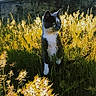 Pibou participe au concours pour gagner de l'argent avec cette photo : cat, tuxedo_cat, wildflowers, grass, sunlight, outdoor, nature, animal, pet, green_eyes, field, summer, daylight, plants, feline, sitting, yellow_flowers, closeup, portrait, peaceful