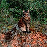 Jagger participe au concours pour gagner de l'argent avec cette photo : cat, fluffy, outdoor, wildlife, nature, greenery, rock, fur, animal, mammal, pet, forest, sitting, alert, tail, eyes, wilderness, plant, bush, ground