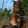 Jagger a rejoint le concours — aidez-le/la à gagner de superbes lots ! cat, fluffy, outdoor, nature, plants, bushes, sky, clouds, animal, feline, wildlife, portrait, brown, green, majestic, regal, fur, eyes, sitting, branch