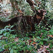 Jagger a rejoint le concours — aidez-le/la à gagner de superbes lots ! cat, animal, forest, greenery, leaves, nature, outdoor, wild, feline, bushes, tree, camouflage, mammal, brown, fur, stealth, plant, branch, wilderness, exploration