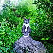 Shiva participe au concours pour gagner de l'argent avec cette photo : cat, gray_cat, white_paws, rock, greenery, plants, bushes, outdoor, nature, wildlife, animal, feline, sitting, leafy, forest, garden, alert, portrait, daylight, serene