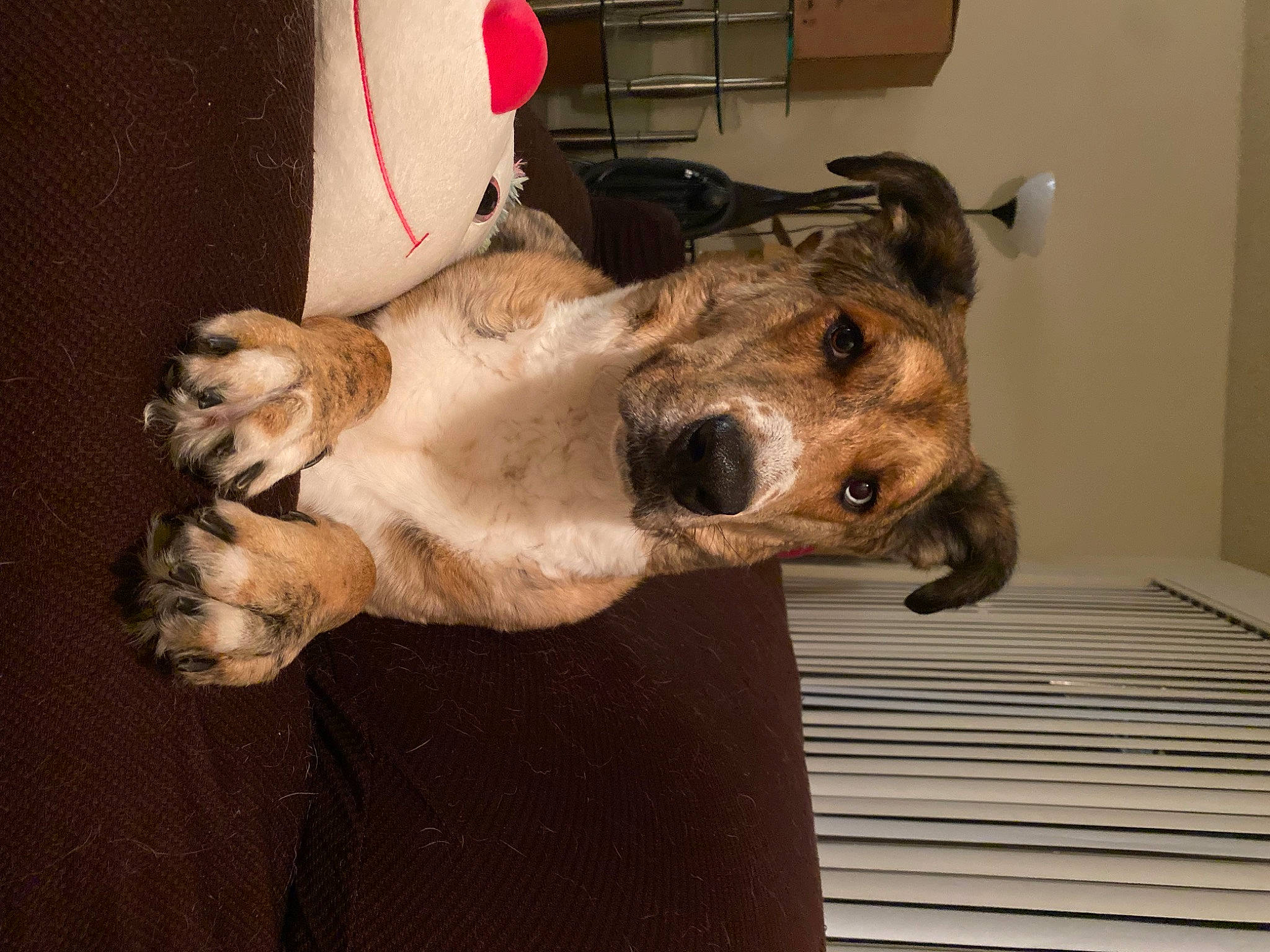 Malakai joined the competition — help win amazing prizes! box, carnivore, collar, companion_dog, dog, dog_breed, fawn, flooring, fur, guard_dog, jaw, mammal, non_sporting_group, paw, snout, sporting_group, vertebrate, whiskers, wood, working_animal