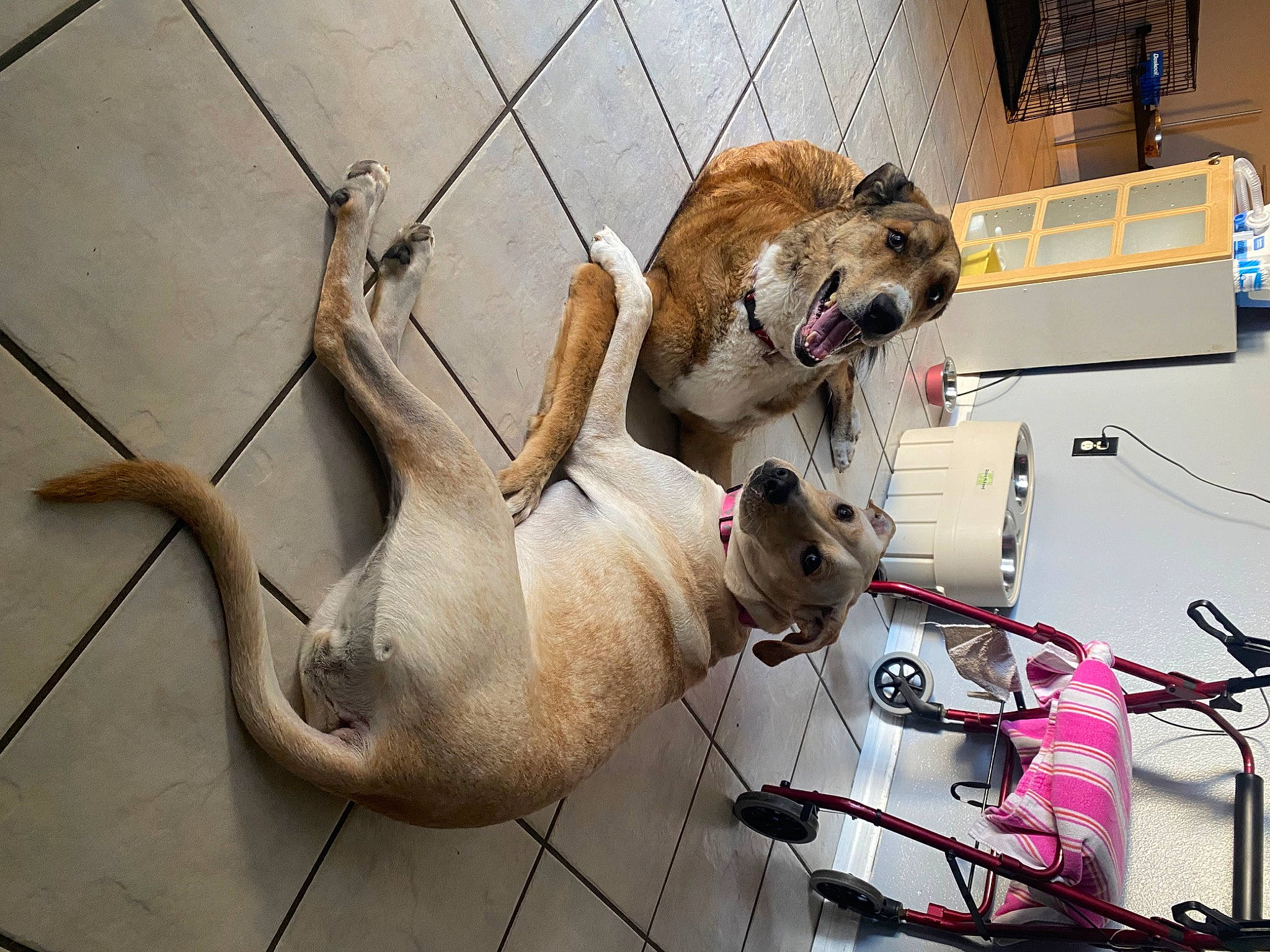 Malakai is registered to the contest to win money with this photo: animal_shelter, carnivore, collar, companion_dog, dog, dog_breed, dog_collar, dog_supply, electrical_supply, event, fawn, fur, leash, machine, pet_supply, sporting_group, tail, whiskers, wire, working_animal