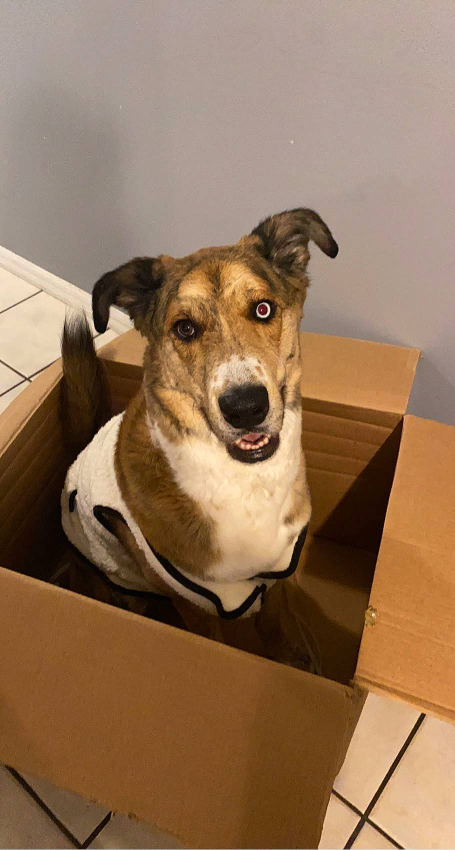 Malakai is registered to the contest to win money with this photo: carnivore, ceramic, collar, companion_dog, dog, dog_breed, dog_collar, flooring, fur, terrier, whiskers, wood, working_animal