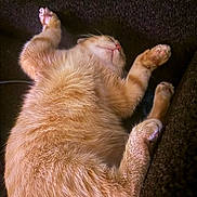 Cat Daddy is registered to the contest to win money with this photo: animal, cat, closeup, cozy, cute, domestic_cat, feline, fur, indoor, mammal, orange_cat, paw, pet, pink_nose, relaxed, resting, sleeping, soft, texture, whiskers