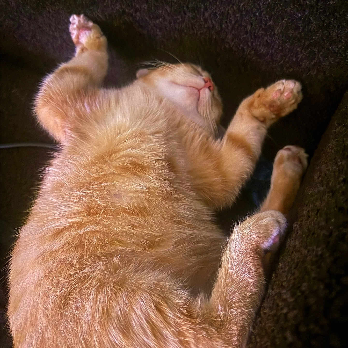 Cat Daddy is registered to the contest to win money with this photo: animal, cat, closeup, cozy, cute, domestic_cat, feline, fur, indoor, mammal, orange_cat, paw, pet, pink_nose, relaxed, resting, sleeping, soft, texture, whiskers