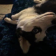 Foxy Bear joined the competition — help win amazing prizes! dog, husky, pet, lying_down, blanket, blue, fur, animal, indoors, music_overlay, text_overlay, curious, closeup, face, whiskers, snout, ears, resting, cozy, playful
