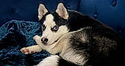 Foxy Bear joined the competition — help win amazing prizes! husky, puppy, dog, blue_eyes, fur, couch, velvet, fabric, indoor, pet, animal, resting, curious, black_and_white, cozy, soft_lighting, home, furniture, portrait, relaxed