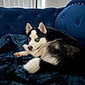 husky, puppy, dog, blue_eyes, fur, couch, velvet, fabric, indoor, pet, animal, resting, curious, black_and_white, cozy, soft_lighting, home, furniture, portrait, relaxed
