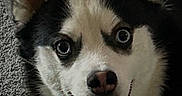 Foxy Bear is registered to the contest to win money with this photo: animal, black_and_white, blue_eyes, canine, carpet, close_up, dog, ears, friendly, fur, happy, husky, indoor, looking_at_camera, mouth, nose, pet, portrait, smiling, teeth