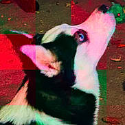 Foxy Bear is registered to the contest to win money with this photo: abstract, animal, black_and_white, blue_eye, close_up, color_distortion, digital_distortion, dog, ear, fur, glitch_art, green_tint, looking_up, outdoor, pet, pixelated, portrait, red_tint, snout, texture