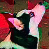 abstract, animal, black_and_white, blue_eye, close_up, color_distortion, digital_distortion, dog, ear, fur, glitch_art, green_tint, looking_up, outdoor, pet, pixelated, portrait, red_tint, snout, texture