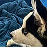Foxy Bear is registered to the contest to win money with this photo: dog, siberian_husky, blue_eyes, close_up, profile, pet, animal, fur, black_and_white, quilted_blanket, indoor, resting, canine, ears, snout, whiskers, portrait, calm, companion, cute