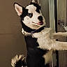 dog, husky, puppy, blue_eyes, black_and_white_fur, curled_tail, indoor, door, playful, pet, animal, looking_back, standing, collar, fur, canine, young_dog, cute, text_overlay, nickname