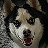 Foxy Bear is registered to the contest to win money with this photo: dog, husky, pet, animal, face, ears, blue_eyes, smiling, closeup, fur, canine, happy, indoors, carpet, portrait, cute, friendly, looking_at_camera, domestic_animal, fluffy