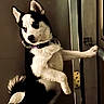 Foxy Bear joined the competition — help win amazing prizes! animal, black_and_white, blue_eyes, canine, close_up, collar, curious, dog, door, door_hinge, fur, handle, husky, indoor, looking_away, paw, pet, puppy, standing, young