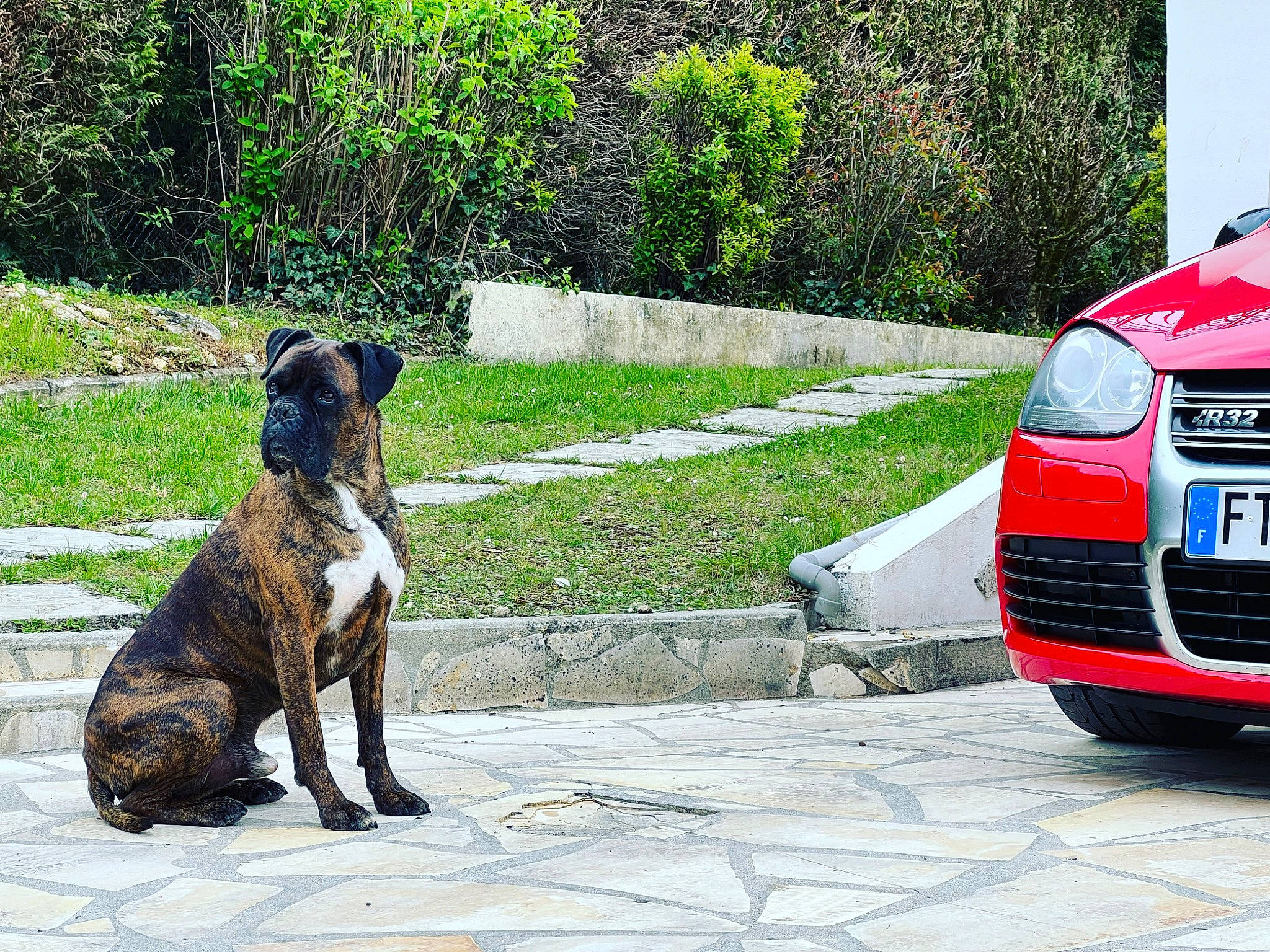 Layko a rejoint le concours — aidez-le/la à gagner de superbes lots ! alloy_wheel, automotive_design, automotive_exterior, automotive_lighting, automotive_mirror, automotive_tire, bumper, car, carnivore, companion_dog, dog, dog_breed, fawn, grille, hood, hubcap, motor_vehicle, plant, vehicle, vehicle_registration_plate