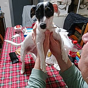 Urbelle a rejoint le concours — aidez-le/la à gagner de superbes lots ! dog, small_dog, black_and_white, pet, person, hands, table, tablecloth, plaid, coca_cola_bottle, indoor, household_items, curious, holding, face, ears, tail, furniture, coat, room