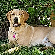 Ole Yeller joined the competition — help win amazing prizes! animal, canine, collar, dog, friendly, grass, greenery, labrador_retriever, leafy_bushes, mammal, nature, outdoor, pet, relaxed, resting, shade, stone_wall, summer, sunlight, tag