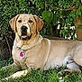 animal, canine, collar, dog, friendly, grass, greenery, labrador_retriever, leafy_bushes, mammal, nature, outdoor, pet, relaxed, resting, shade, stone_wall, summer, sunlight, tag