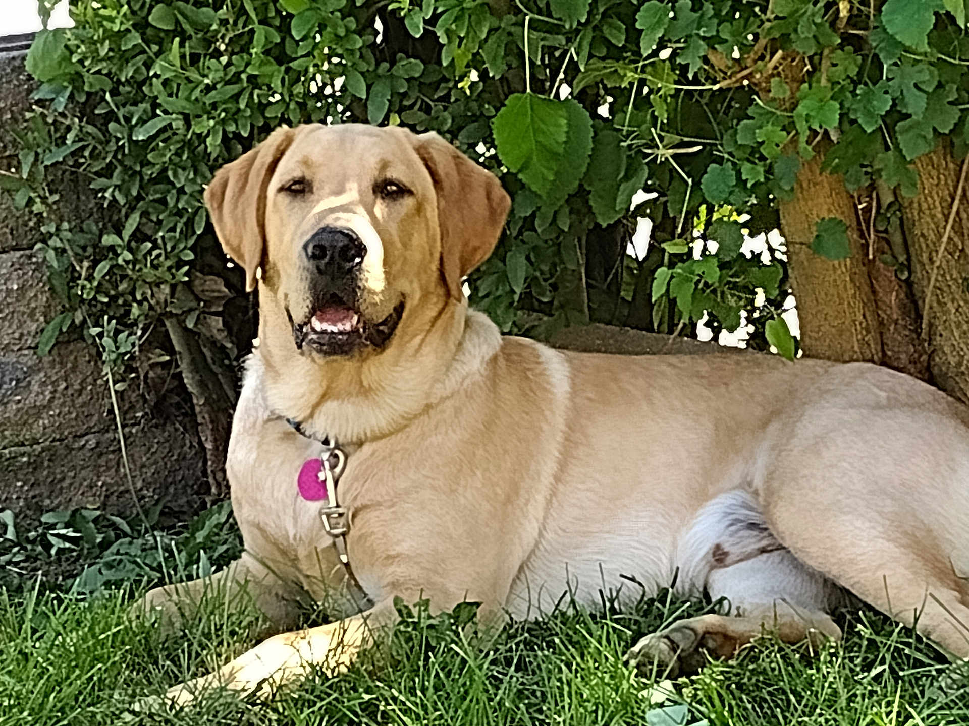 Oleyeller is registered to the contest to win money with this photo: dog, golden_retriever, grass, outdoor, collar, tag, leaf, tree, shade, nature, pet, animal, canine, relaxed, lying_down, sunlight, garden, fur, muzzle, ears