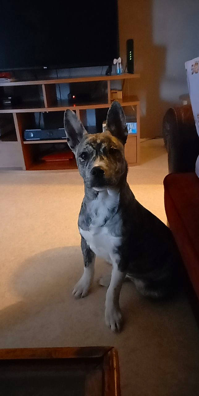 Bandy a rejoint le concours — aidez-le/la à gagner de superbes lots ! canidae, carnivore, collar, companion_dog, dog, dog_breed, east_european_shepherd, fawn, flooring, fur, hardwood, shelf, snout, sporting_group, tail, terrestrial_animal, whiskers, wood, working_animal, working_dog