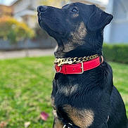 Shadow is registered to the contest to win money with this photo: dog, black_dog, collar, red_collar, gold_chain, pet, animal, outdoor, grass, portrait, canine, mammal, fur, alert, side_view, domestic_animal, looking_up, nature, background_blur, well_groomed