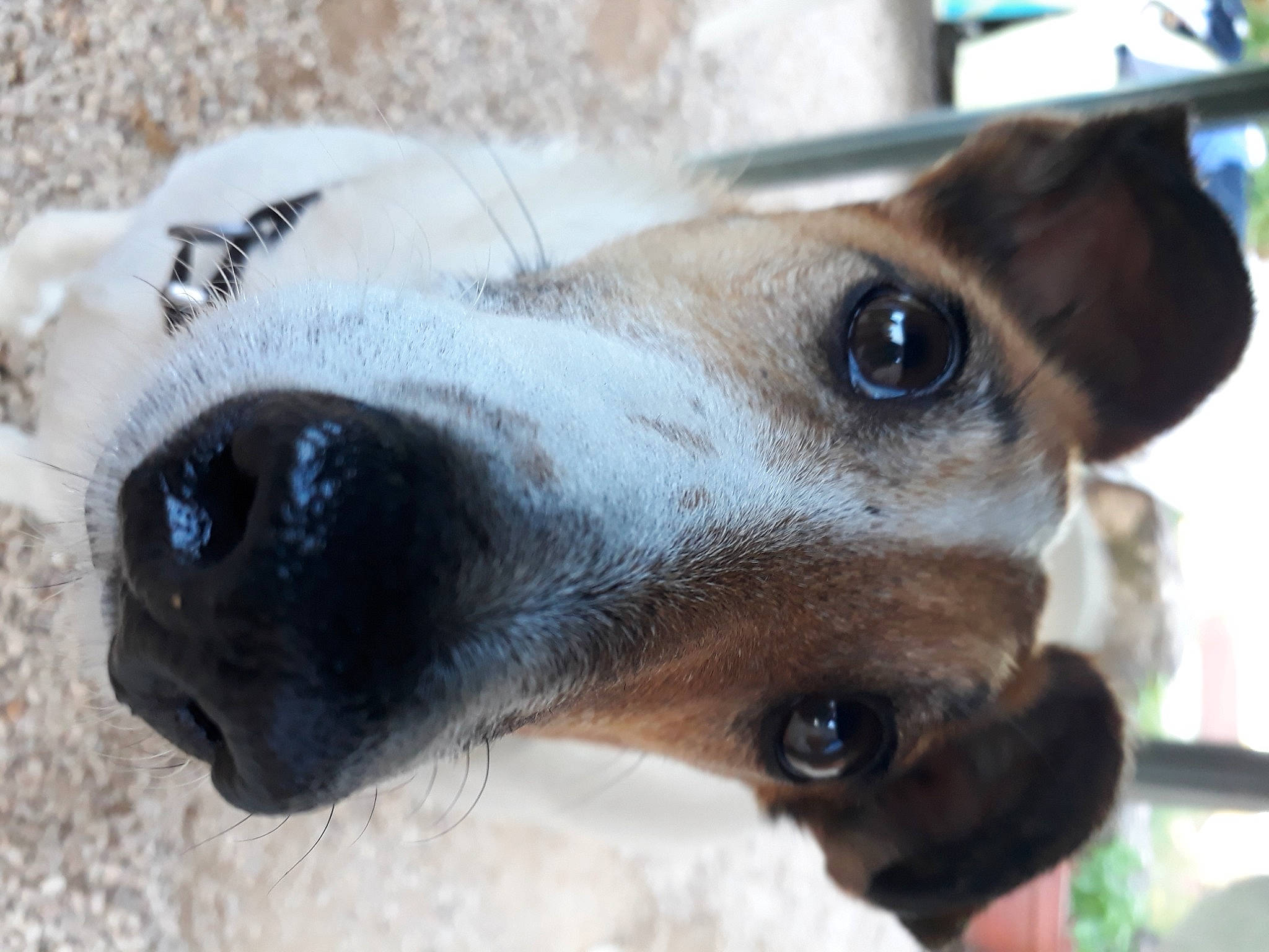 Biscotte a rejoint le concours — aidez-le/la à gagner de superbes lots ! carnivore, close_up, collar, companion_dog, dog, dog_breed, ear, eye, eyelash, fawn, fur, head, iris, liver, nose, pet_supply, snout, sporting_group, whiskers, working_animal