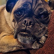 Kofi Joe joined the competition — help win amazing prizes! animal, brown_blanket, canine, close_up, cozy, cute, dog, face, fur, furry, indoor, nail, paw, pet, portrait, pug, resting, sleepy, snout, whiskers
